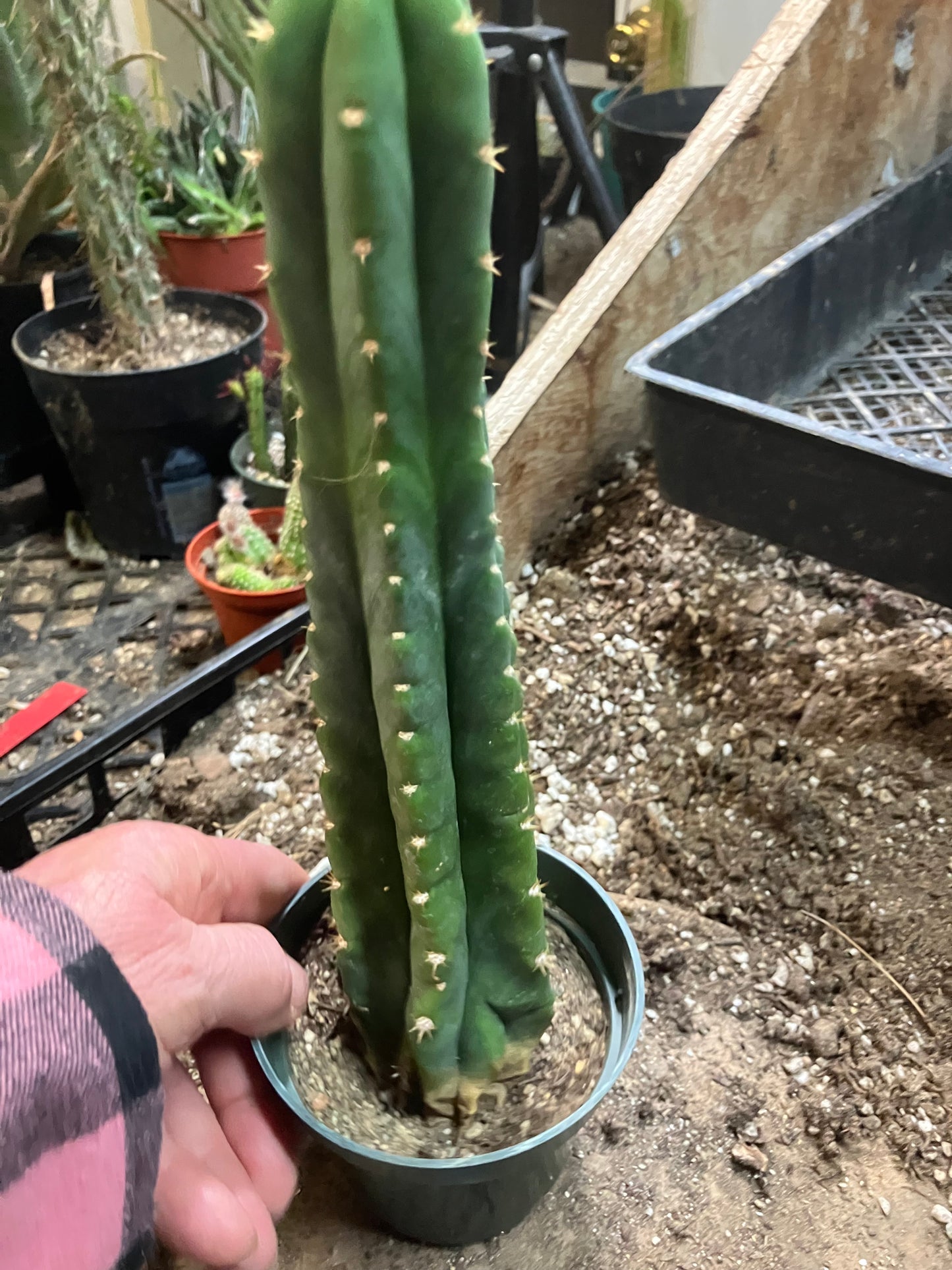 San Pedro Cactus - Trichocereus pachanoi 10"Tall #66B