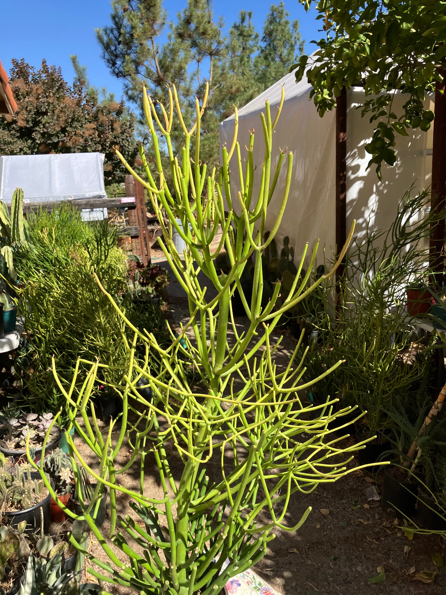 Euphorbia tirucalli Pencil Cactus/Succulent 35"Tall 19"Wide #12B