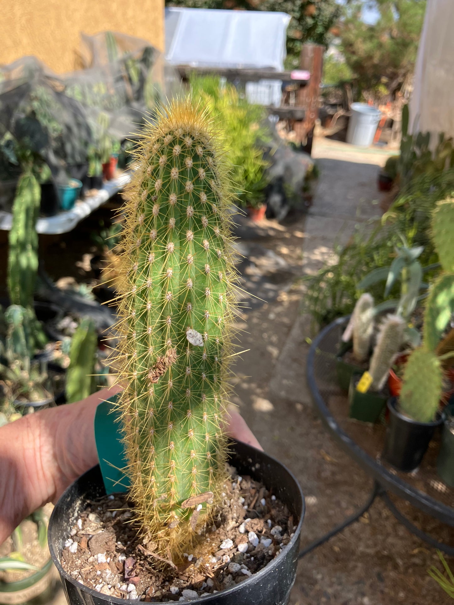 Cleistocactus hyalacanthus Cactus Columnar 9"Tall #99G