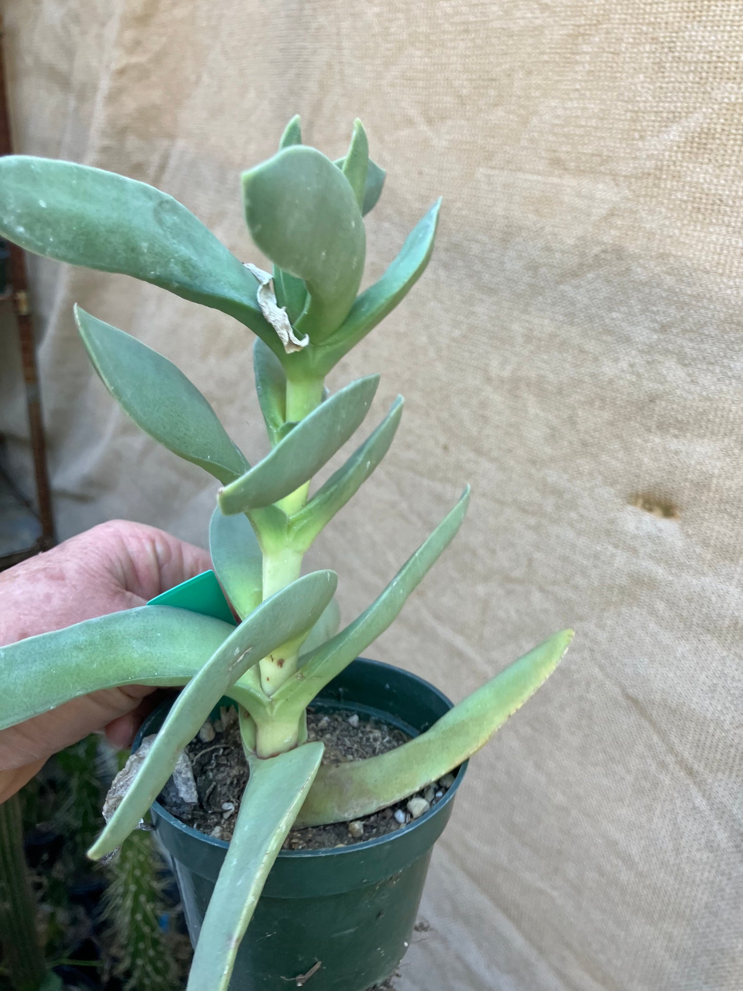 Crassula falcata Airplane Plant  8"Tall 7"Wide #10G