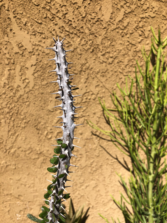 False Ocotillo Alluaudia Procera 17”Tall #83P