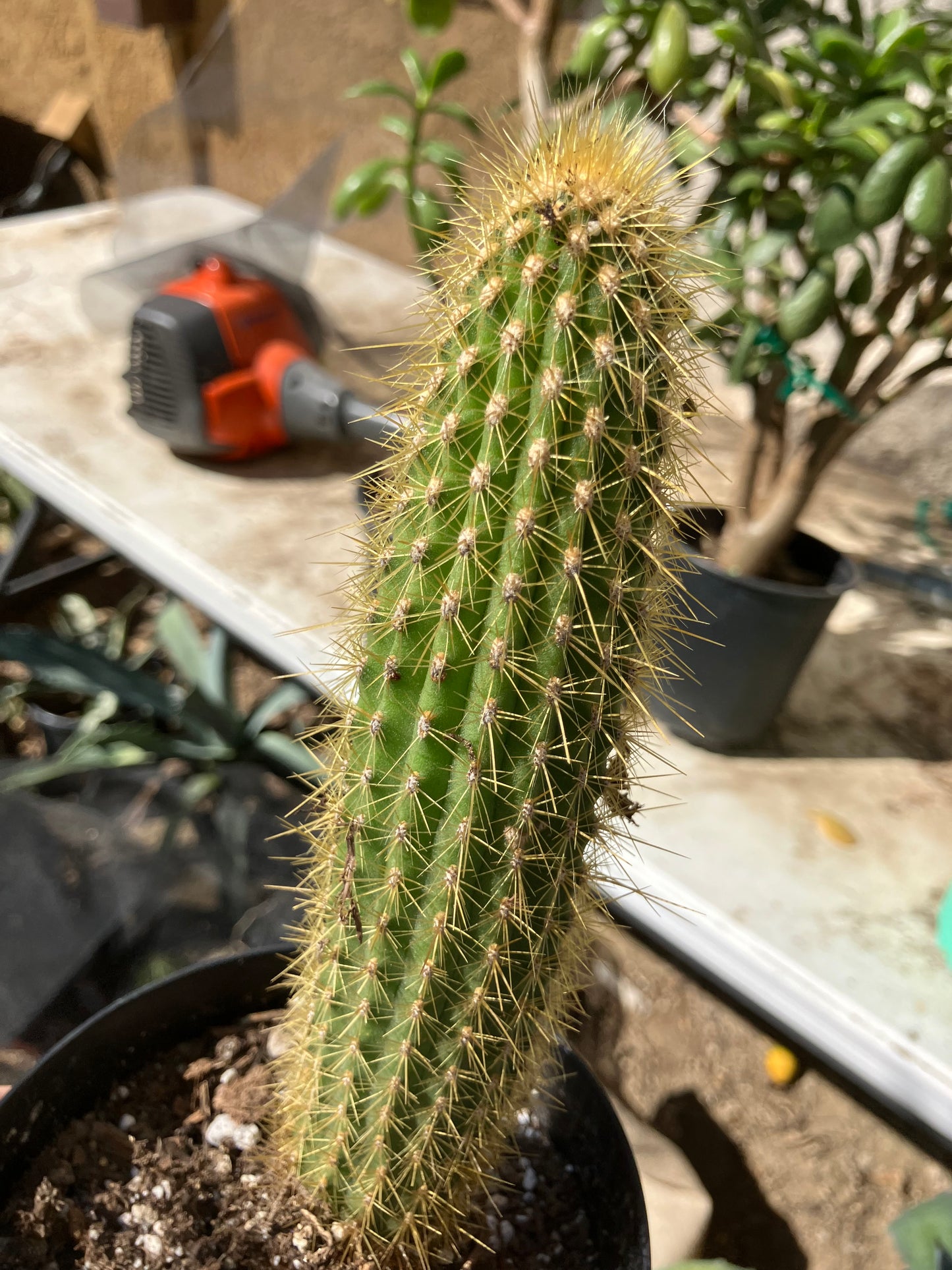 Cleistocactus hyalacanthus Cactus Columnar 9"Tall #99G