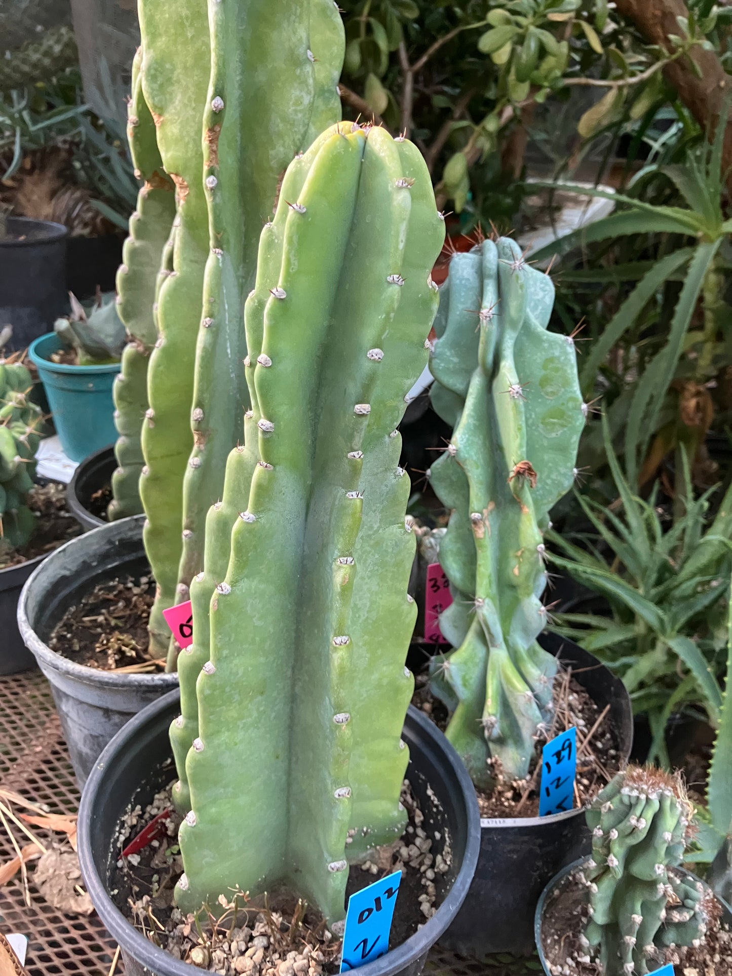 Cereus Peruvianus Night Blooming 12"Tall #012B