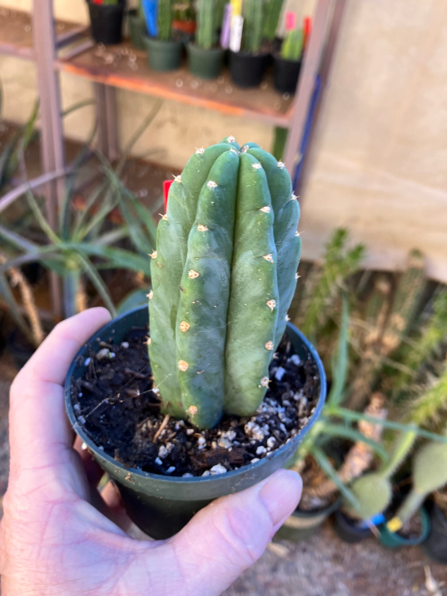 San Pedro Cactus - Trichocereus pachanoi 5"Tall #14R