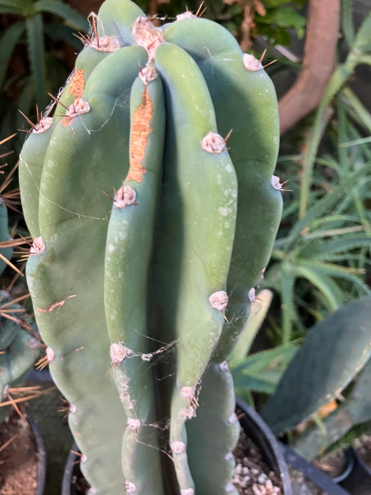 Cereus Peruvianus Night Blooming 13"Tall #113P