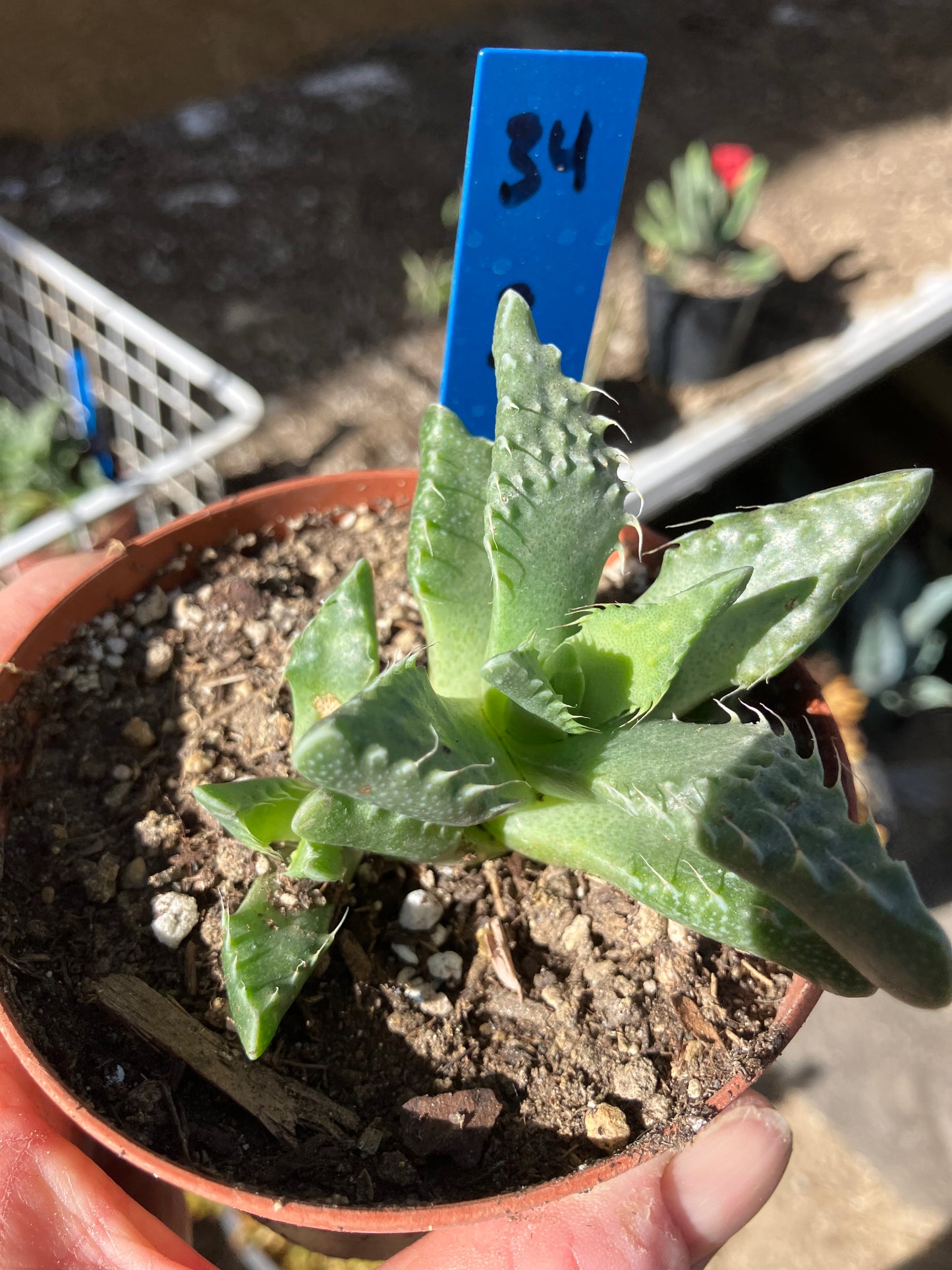 Faucaria tigrina Tiger Jaws 3"Wide #34B