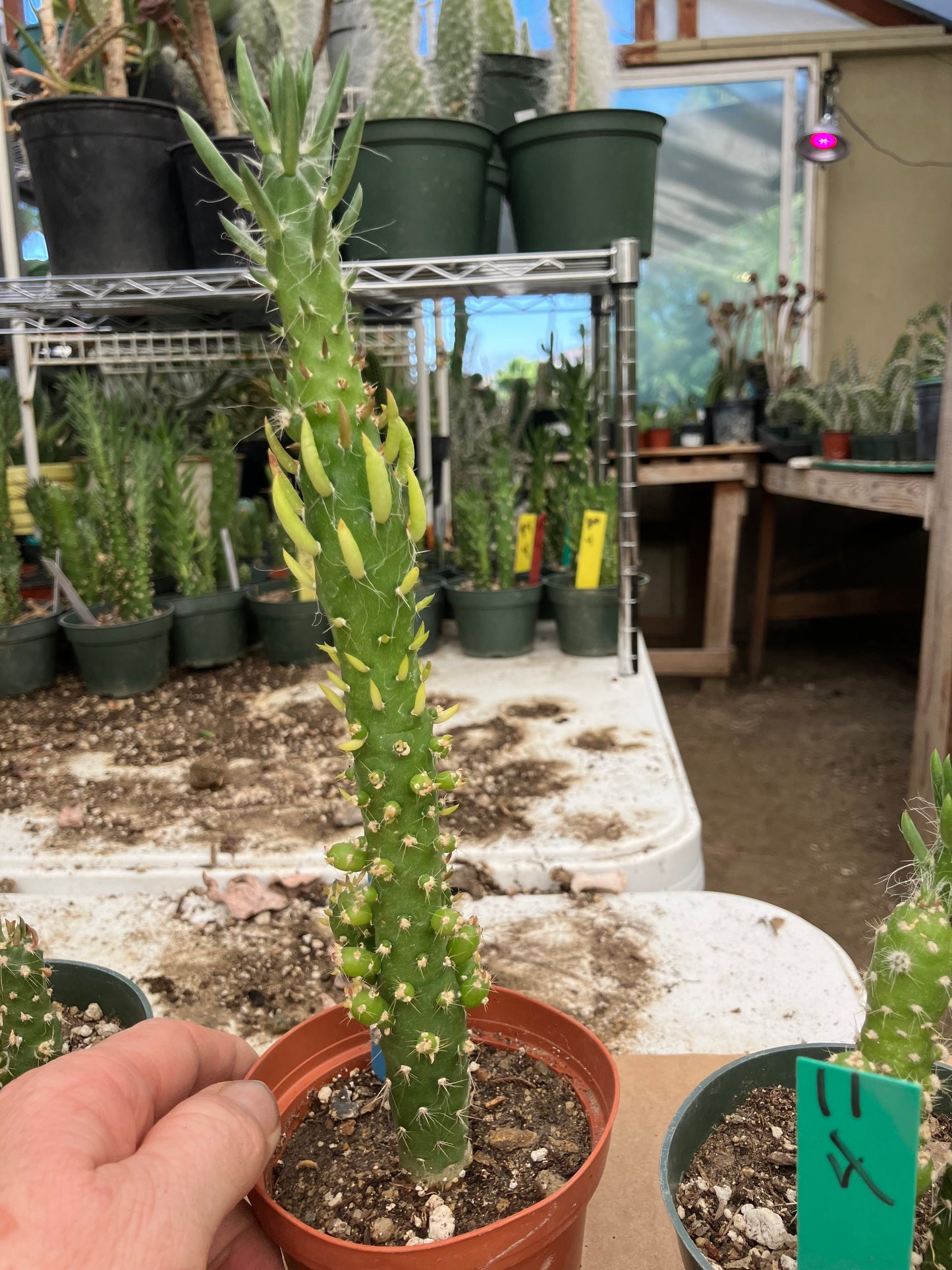 Austrocylindropuntia Cactus Gumbi Mini Eve's Needle 10"Tall #11B