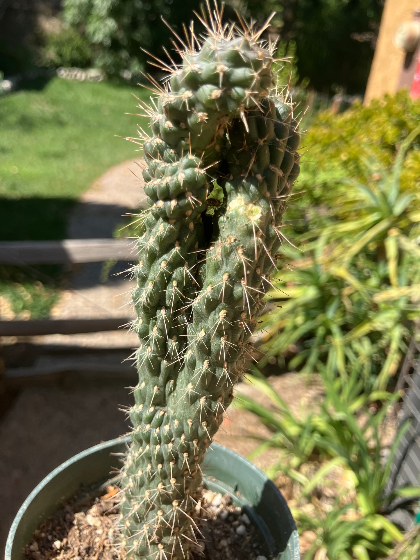 Cylindropuntia fulgida Cholla Boxing Glove Cactus Crest 7.5"Tall #57P