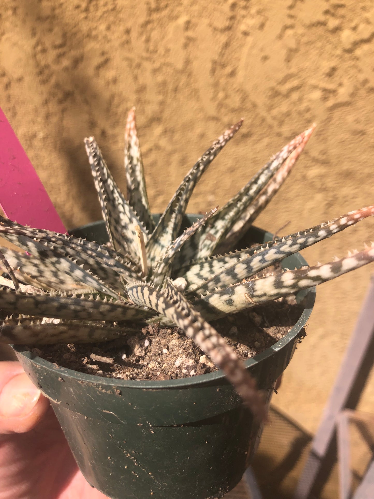 Aloe~  "Lizard lips" Exotic Cultivar Dwarf Aloe 6”Wide #68P