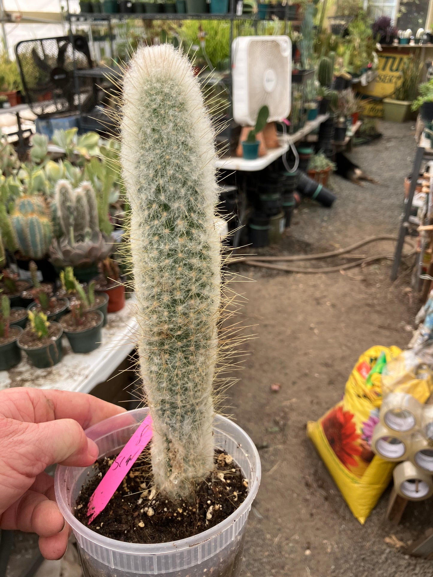 Cleistocactus Strausii Silver Torch Cactus 10”Tall #180P