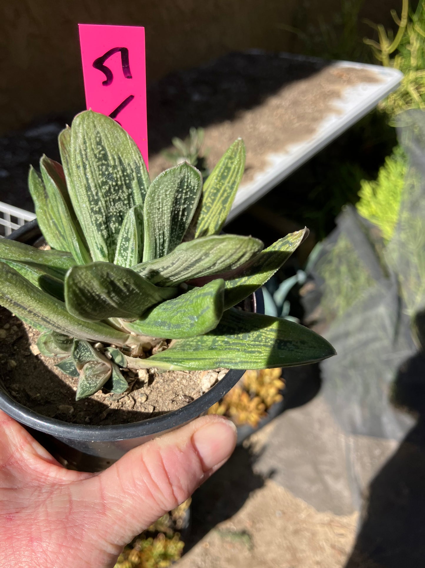 Gasteria Succulent Little Warty 5”Wide #51P