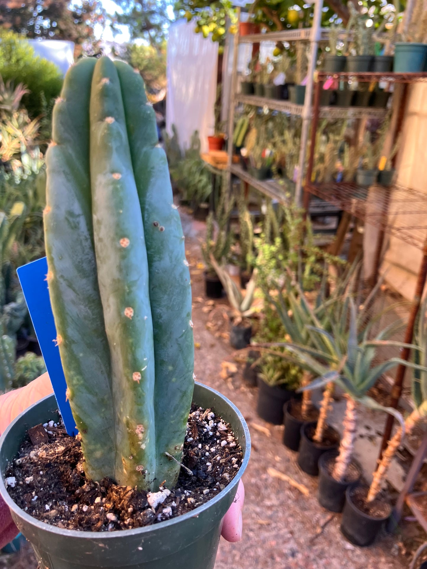 San Pedro Cactus - Trichocereus pachanoi 6"Tall #20B