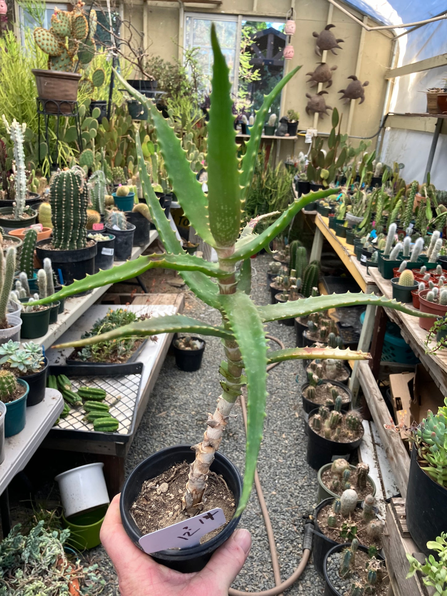 Aloe congolensis Congo Aloe Succulent 14”Tall #12W