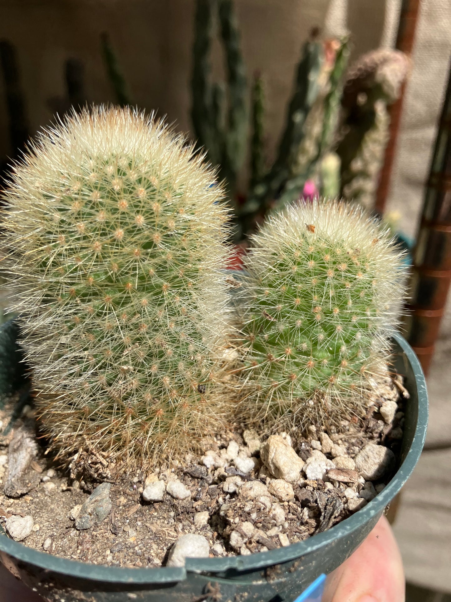 Notocactus Parodia scopa Silver Ball/Snowball Cactus 3" Tall #221B