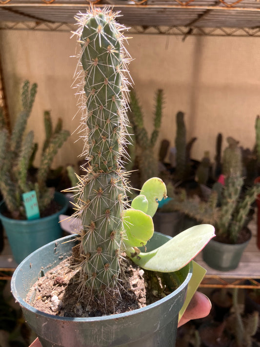 Cholla Cylindropuntia  Buckhorn 5”T #7Y