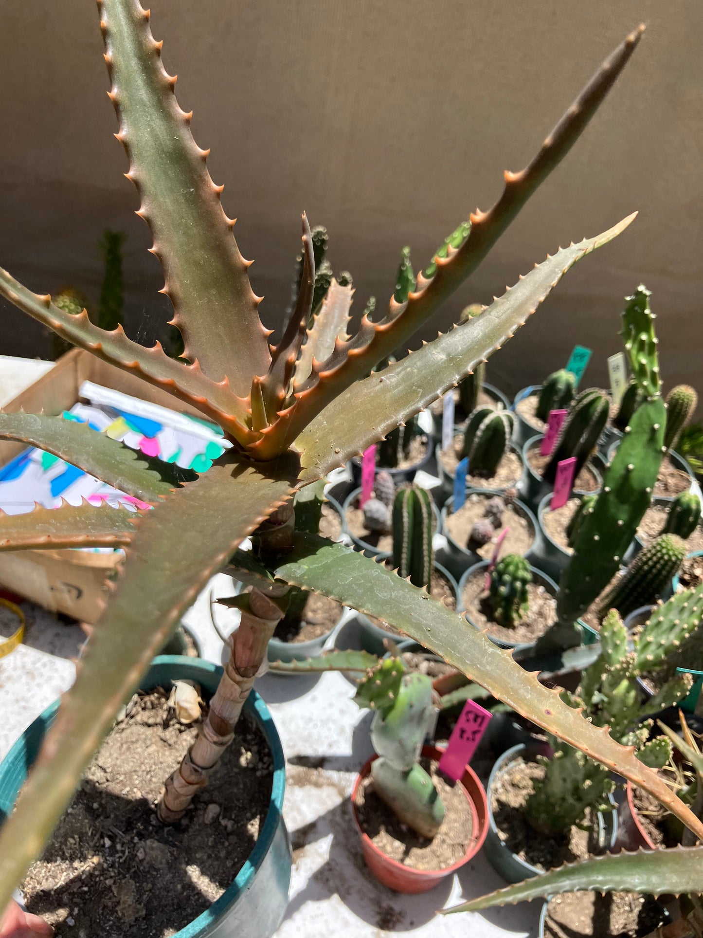 Aloe congolensis Congo Aloe Hybrid Succulent 11”Tall 12" Wide #112W