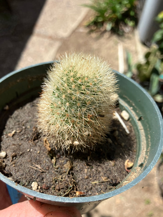 Notocactus Parodia scopa Silver Ball/Snowball Cactus 2.5" Tall #23B