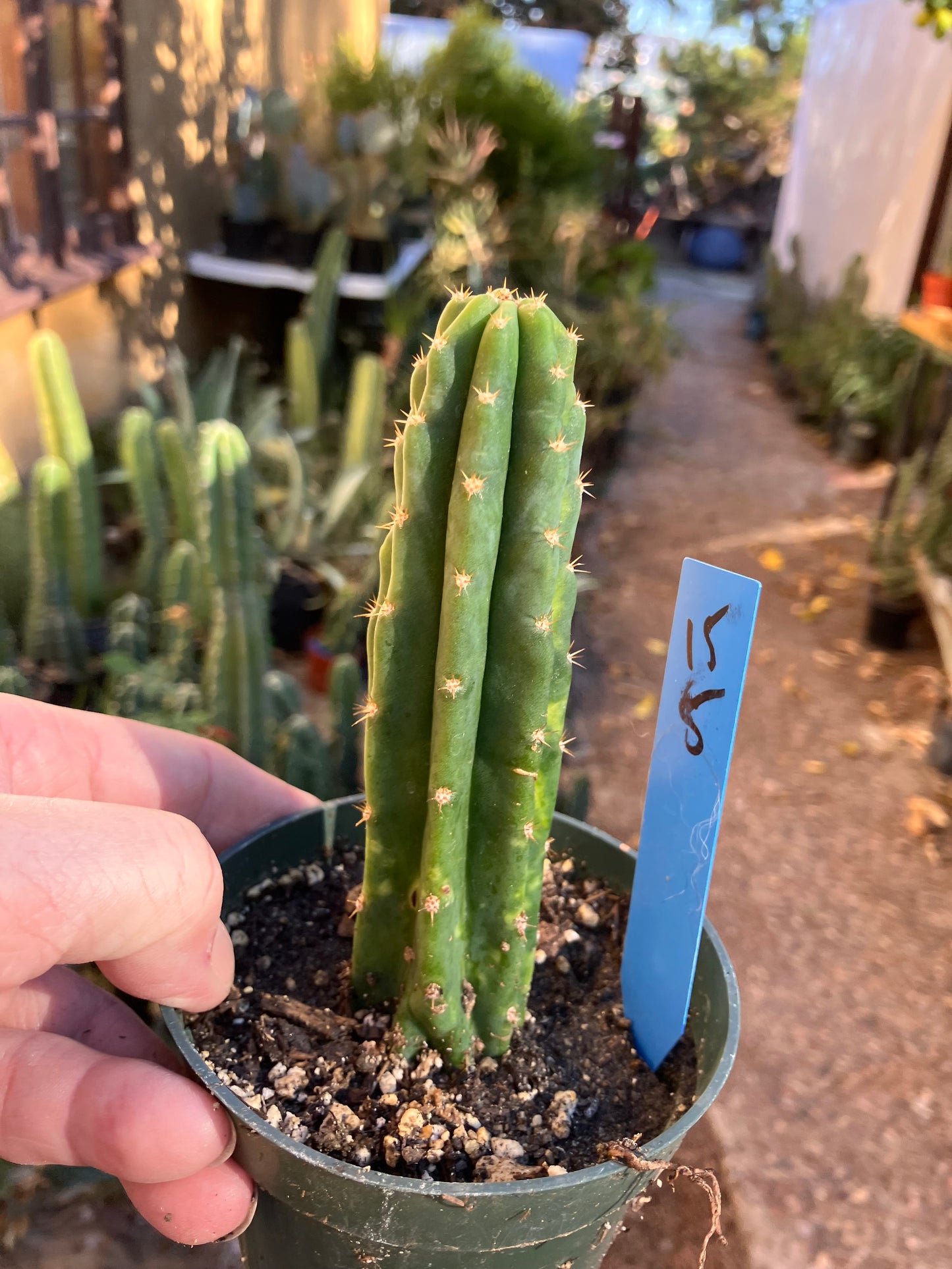San Pedro Cactus - Trichocereus pachanoi 5"Tall #15B