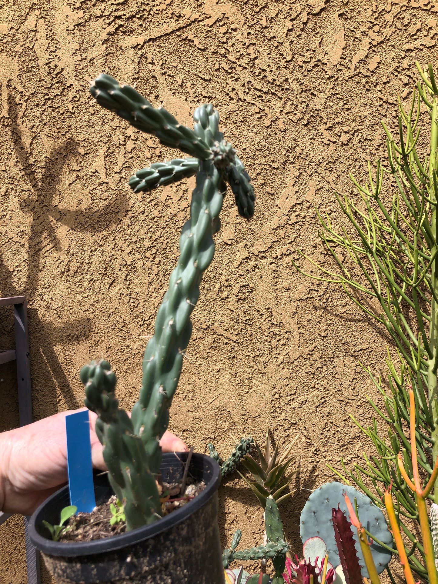 Cholla Cylindropuntia  Buckhorn 13”Tall #26B