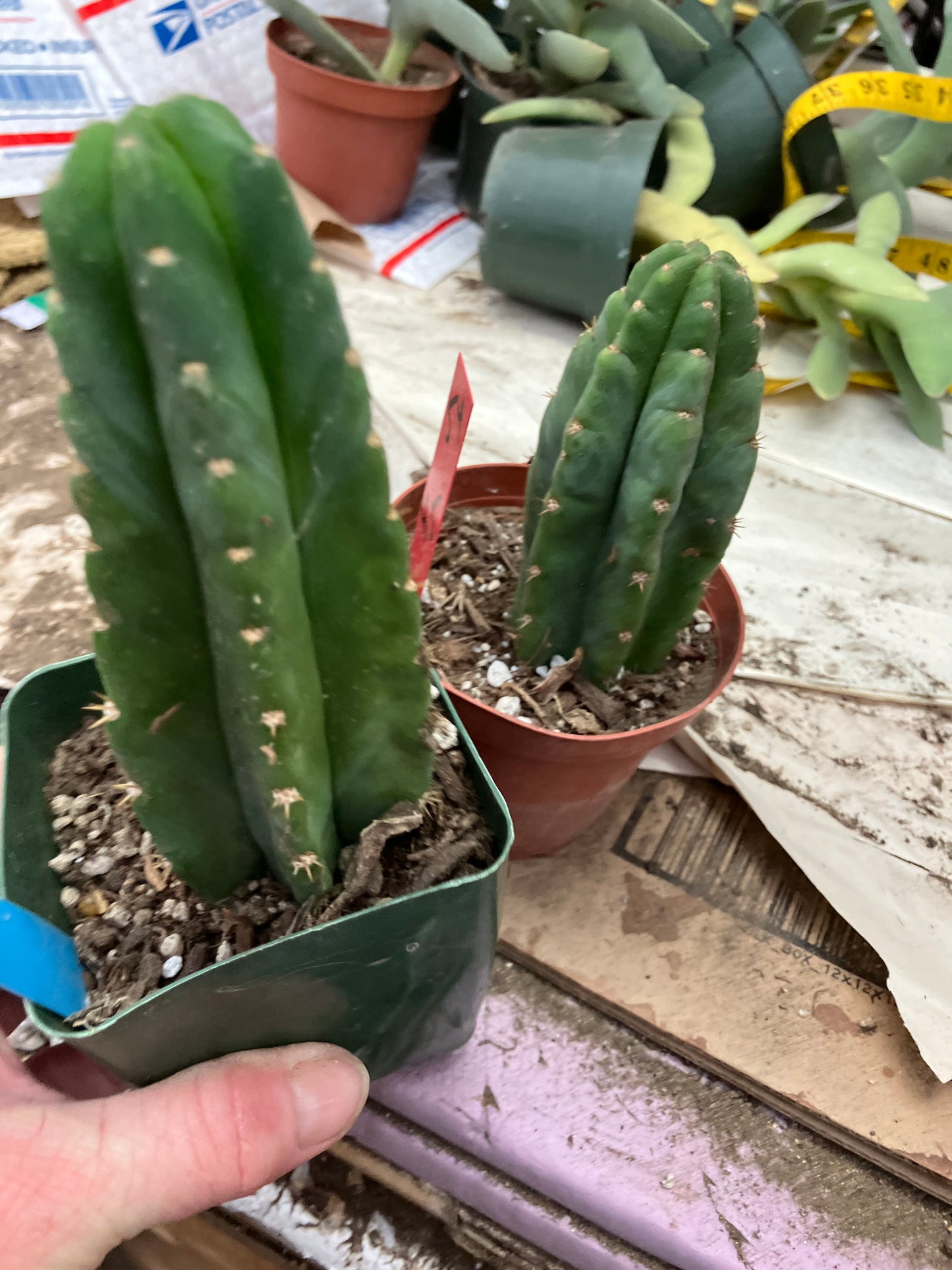 San Pedro Cactus  Trichocereus pachanoi 6"Tall #66B