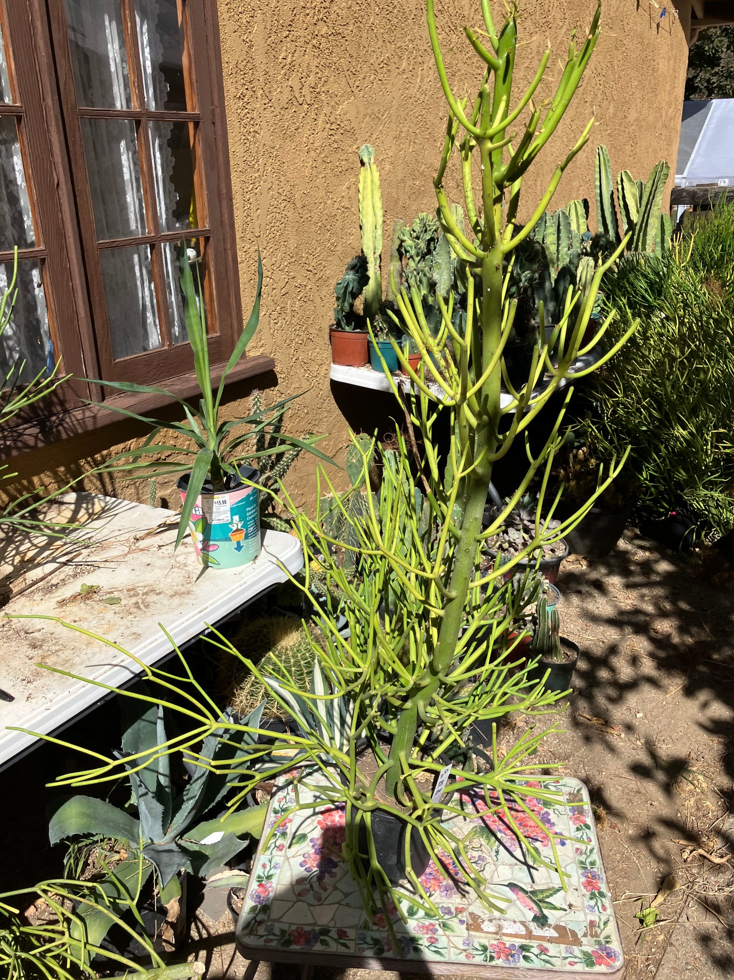 Euphorbia tirucalli Pencil Cactus/Succulent 38"Tall 20"Wide #20W