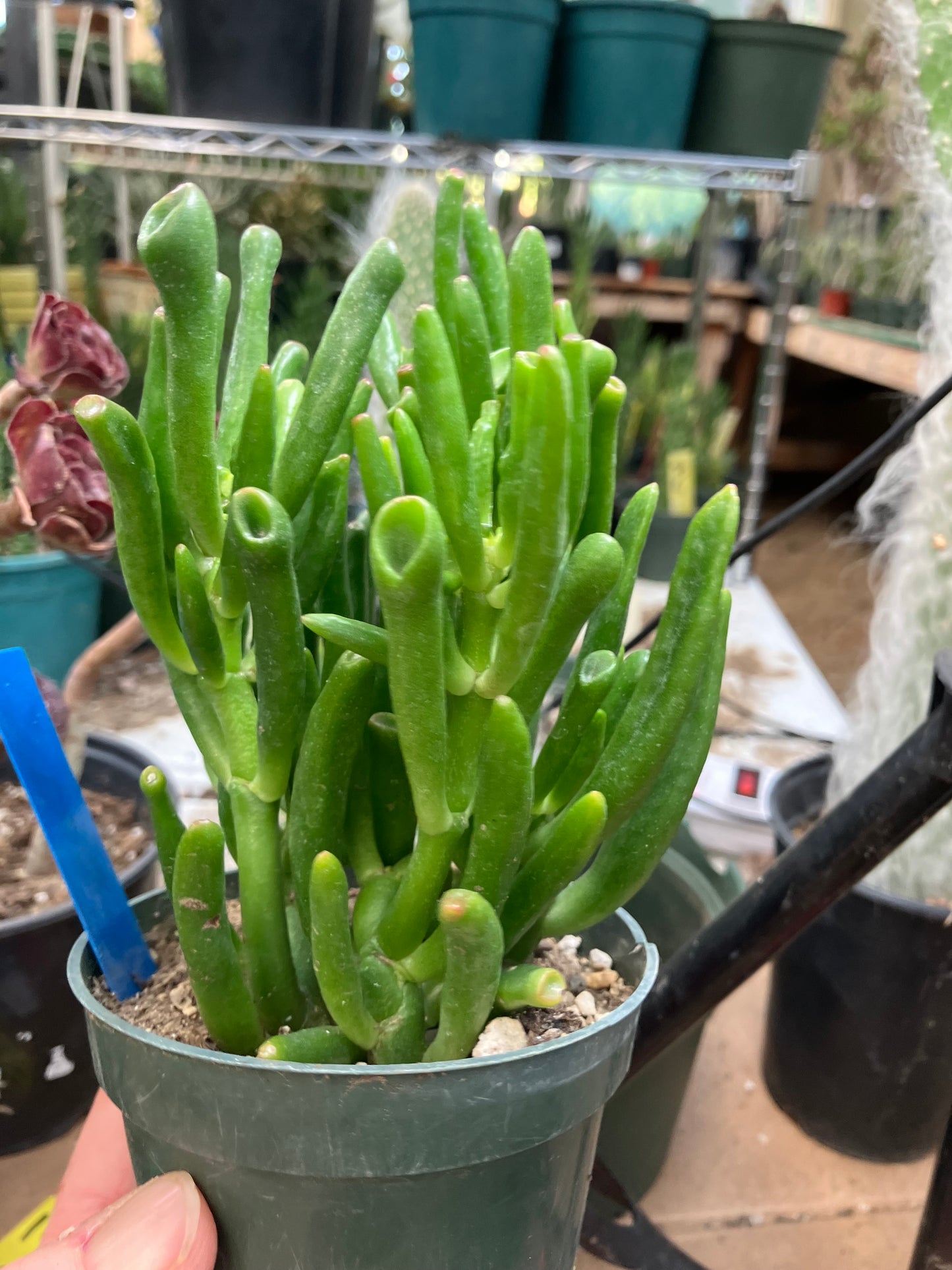 Crassula Gollum Jade Succulent Bonsai Style Living Plant 5”Tall 4" Wide #54B