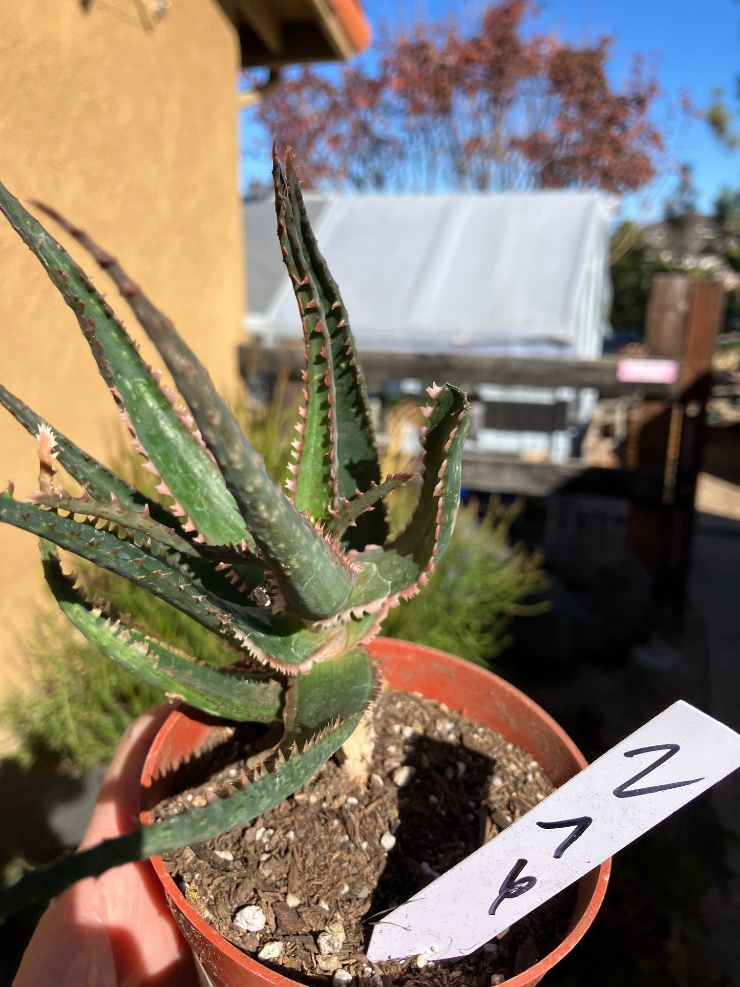 Aloe  Swordfish Succulent 7" Wide #2W