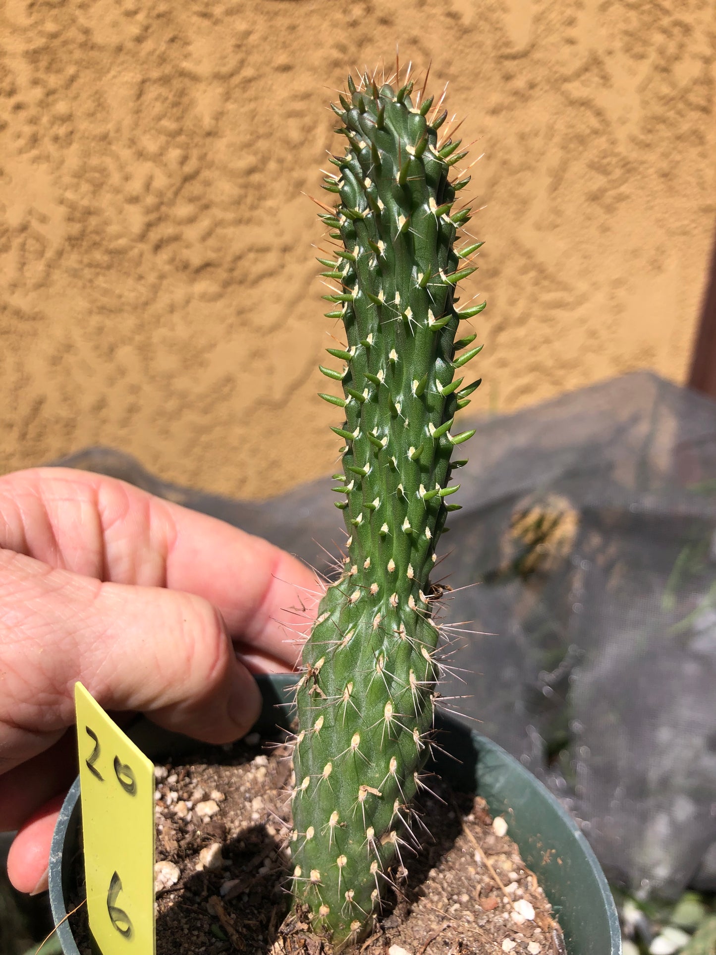 Cylindropuntia fulgida Cholla Boxing Glove Cactus Crest 6"Tall #20Y