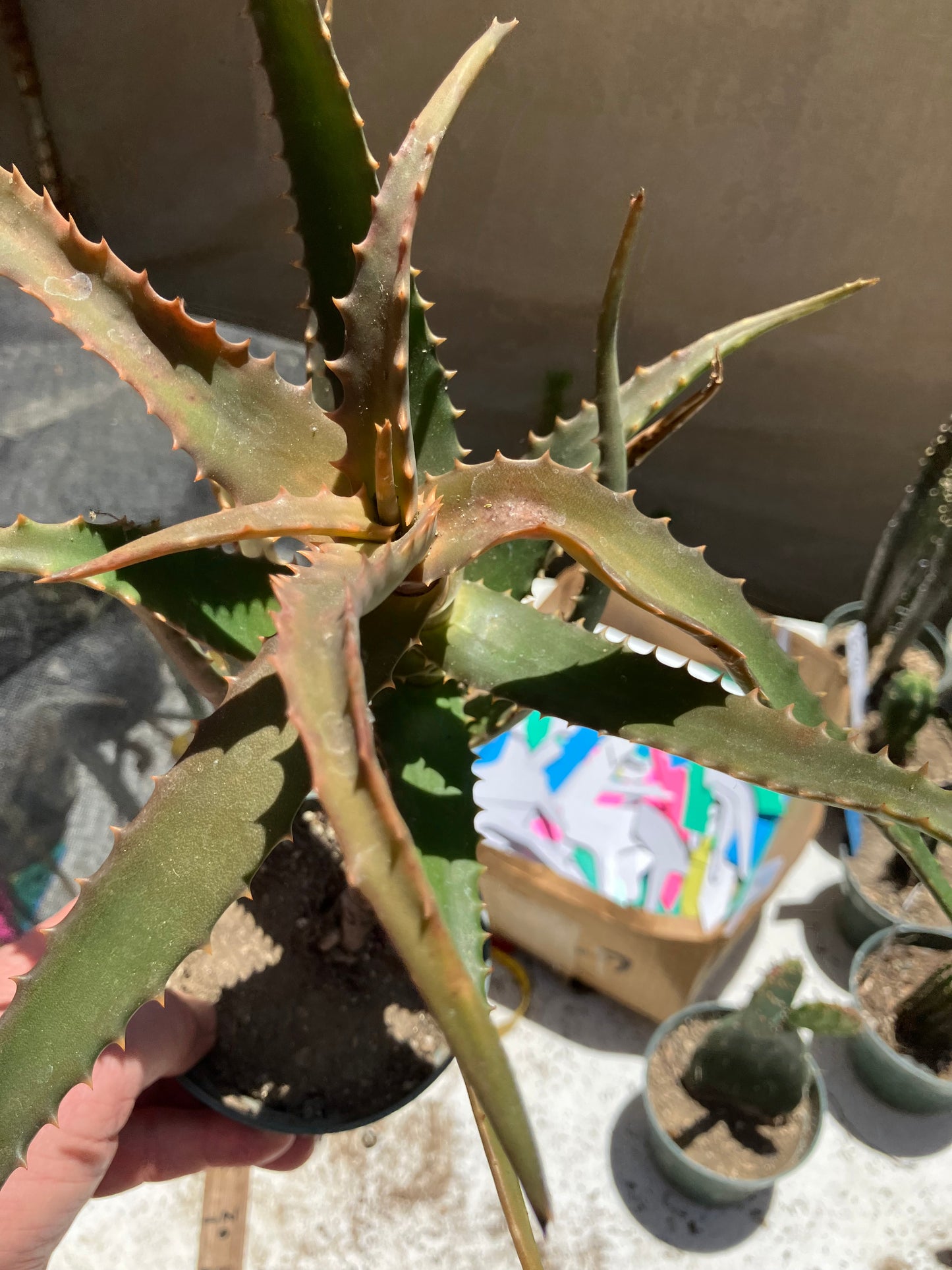 Aloe congolensis Congo Aloe Hybrid Succulent  9" Wide #97Y