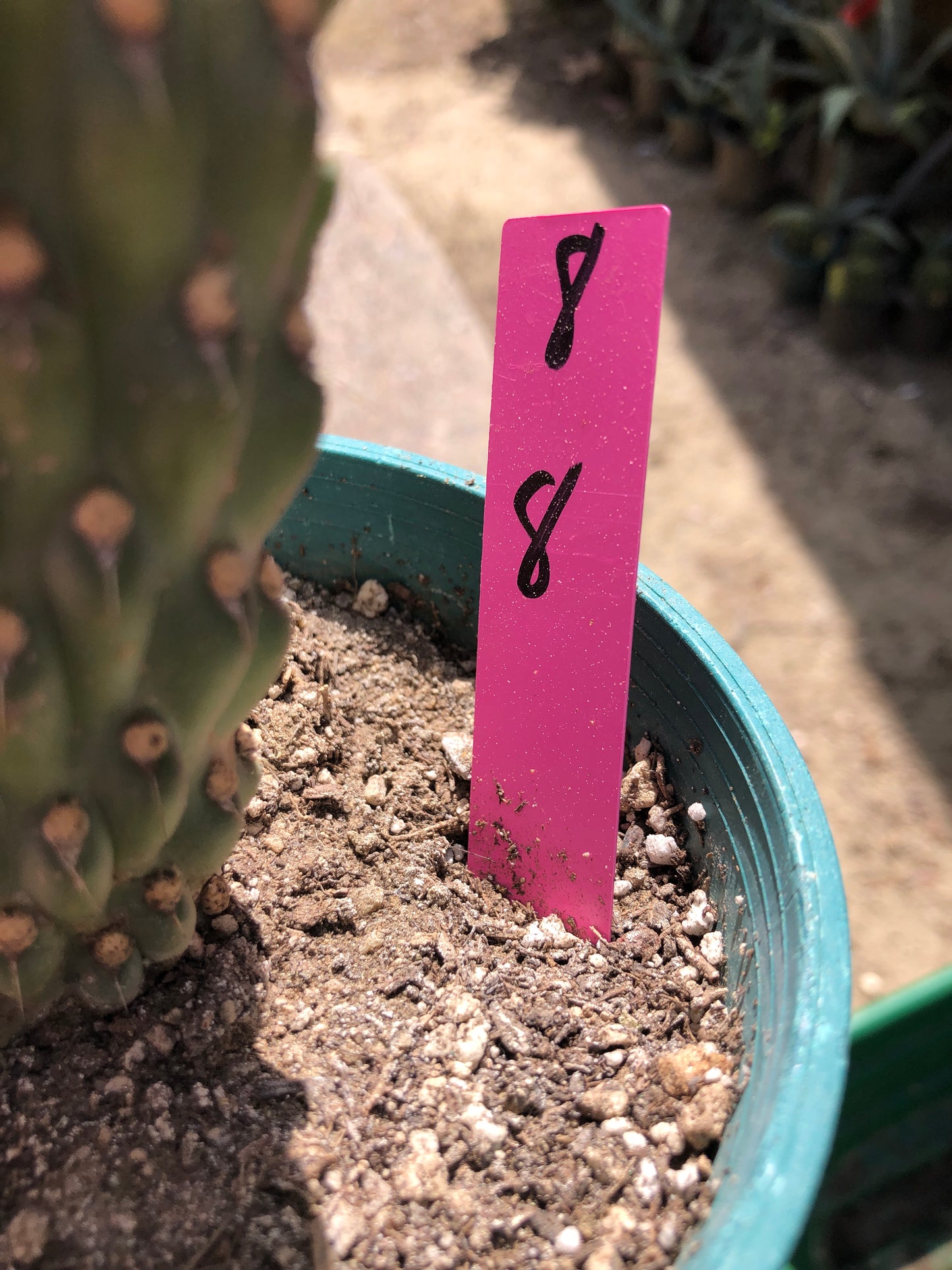 Cylindropuntia fulgida Cholla Boxing Glove Cactus Crest 8”Tall #8P