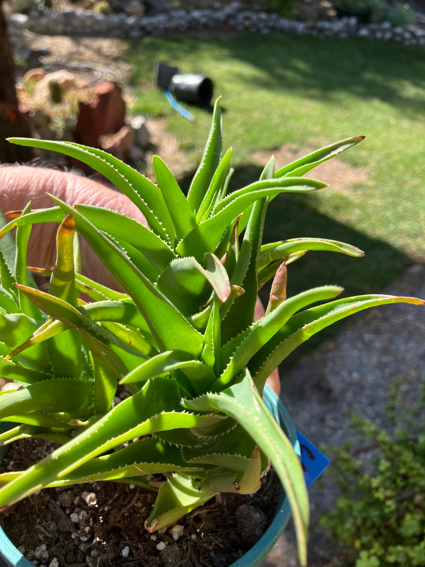 Aloe Ciliaris x Delaeti Hybrid Climbing Succulent 6”Tall 6"Wide #66B