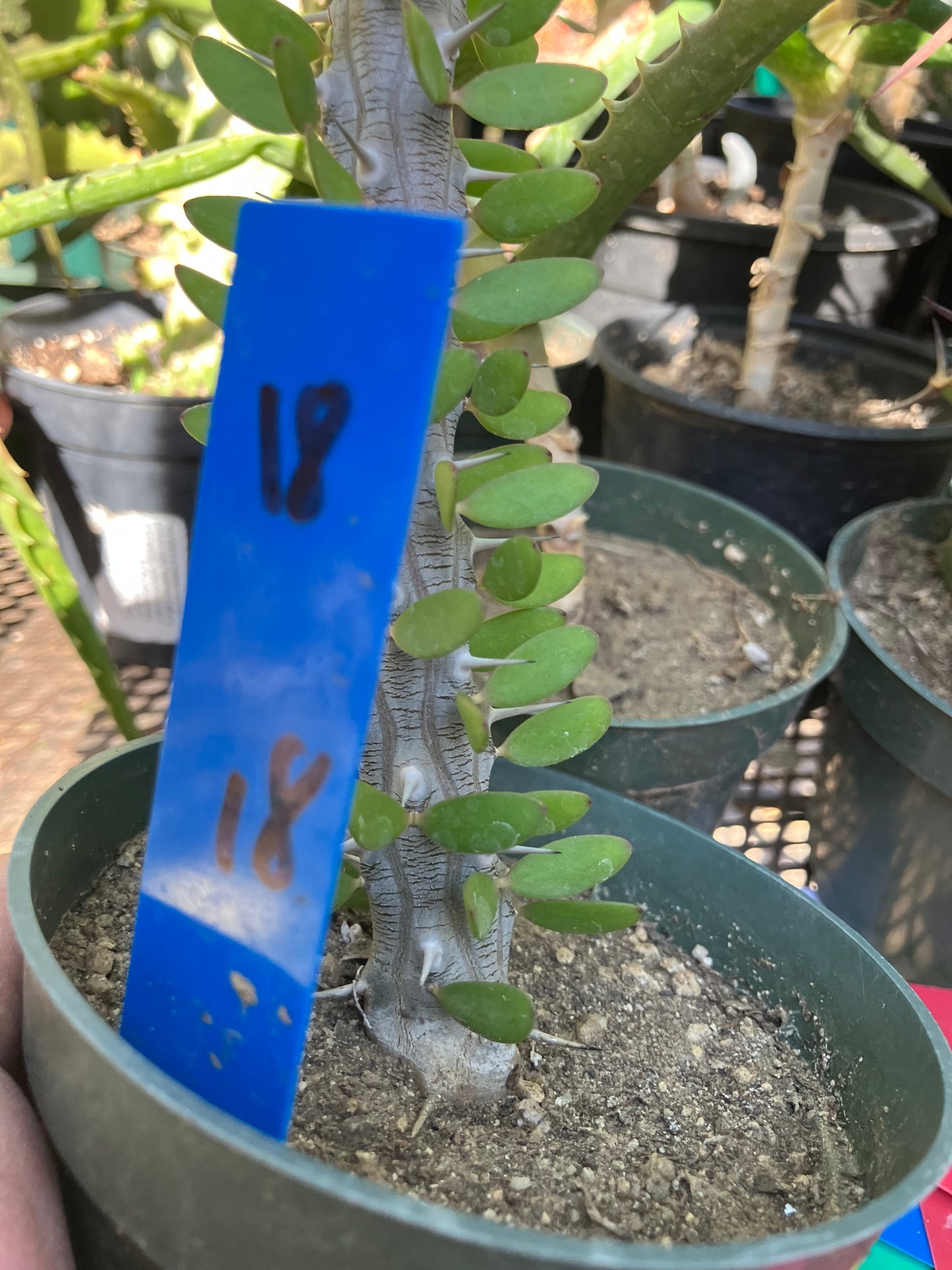 False Ocotillo Alluaudia Procera 18”Tall #18B