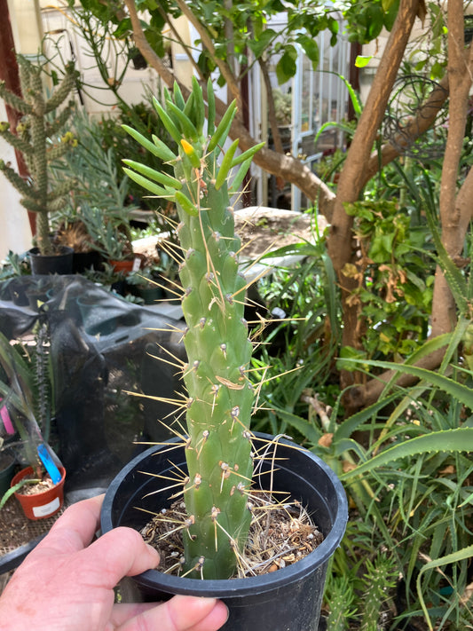 Austrocylindropuntia Full Size Eve's Needle 10"Tall