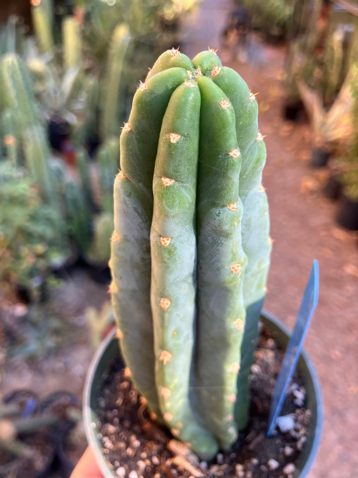 San Pedro Cactus - Trichocereus pachanoi 6"Tall #20B