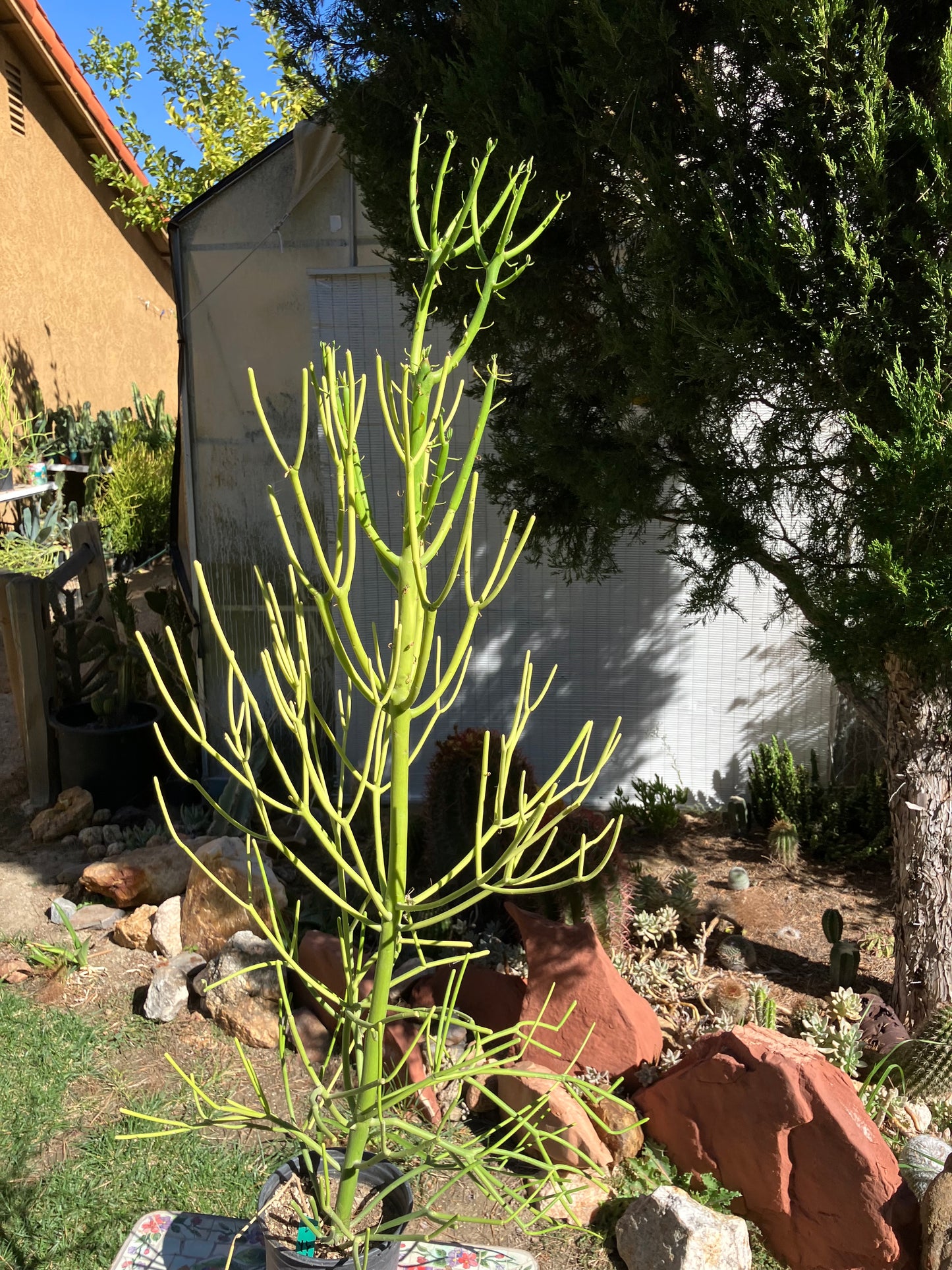 Euphorbia tirucalli Pencil Cactus/Succulent 46"Tall 18"Wide #27G