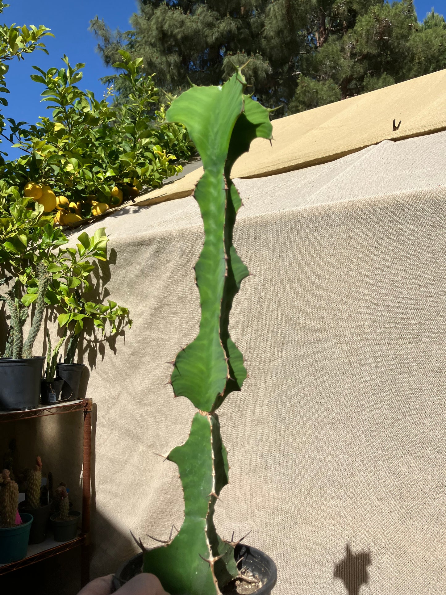 Euphorbia pseudocactus Zig Zag 17”Tall #130Y