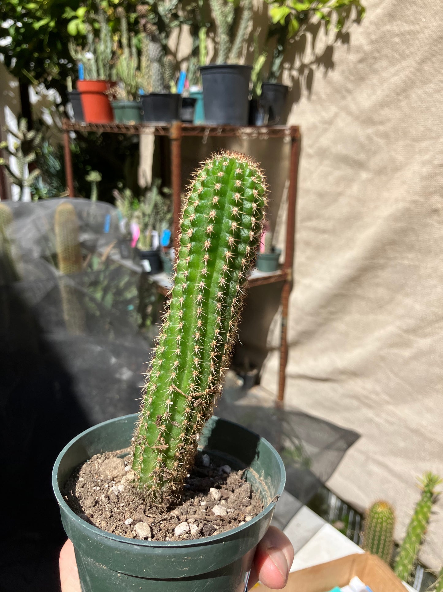 Pachycereus pecten-aboriginum
 Indian Comb Cactus 6"Tall #67B