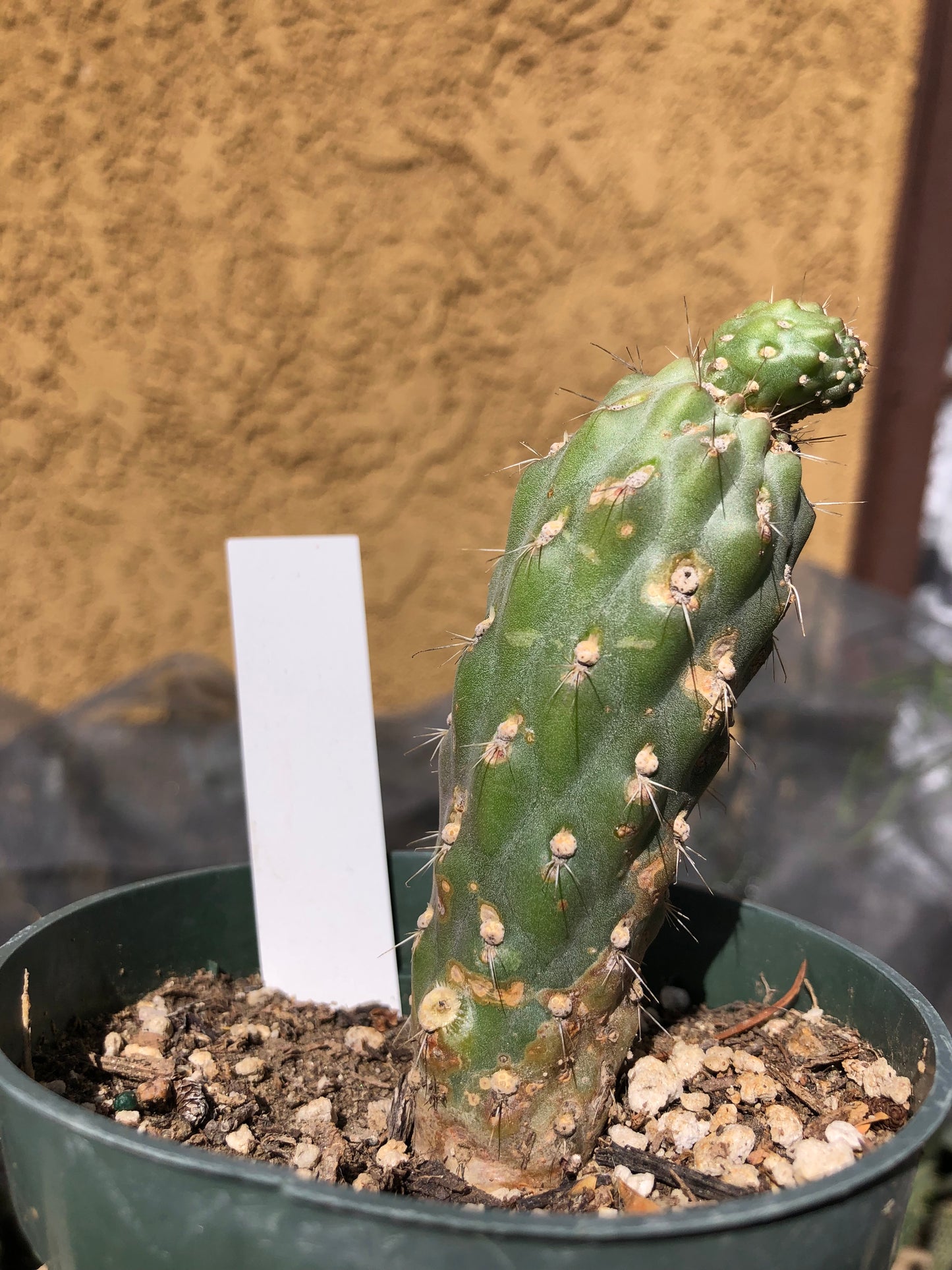 Cylindropuntia fulgida Cholla Boxing Glove Cactus Crest 4"Tall #3W