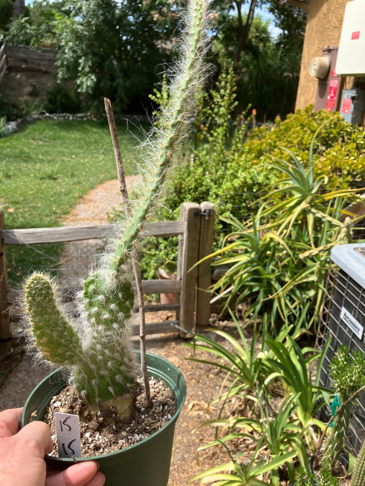 Opuntia erinacea ursine Snow Ponytail Cactus 15”Tall #15W