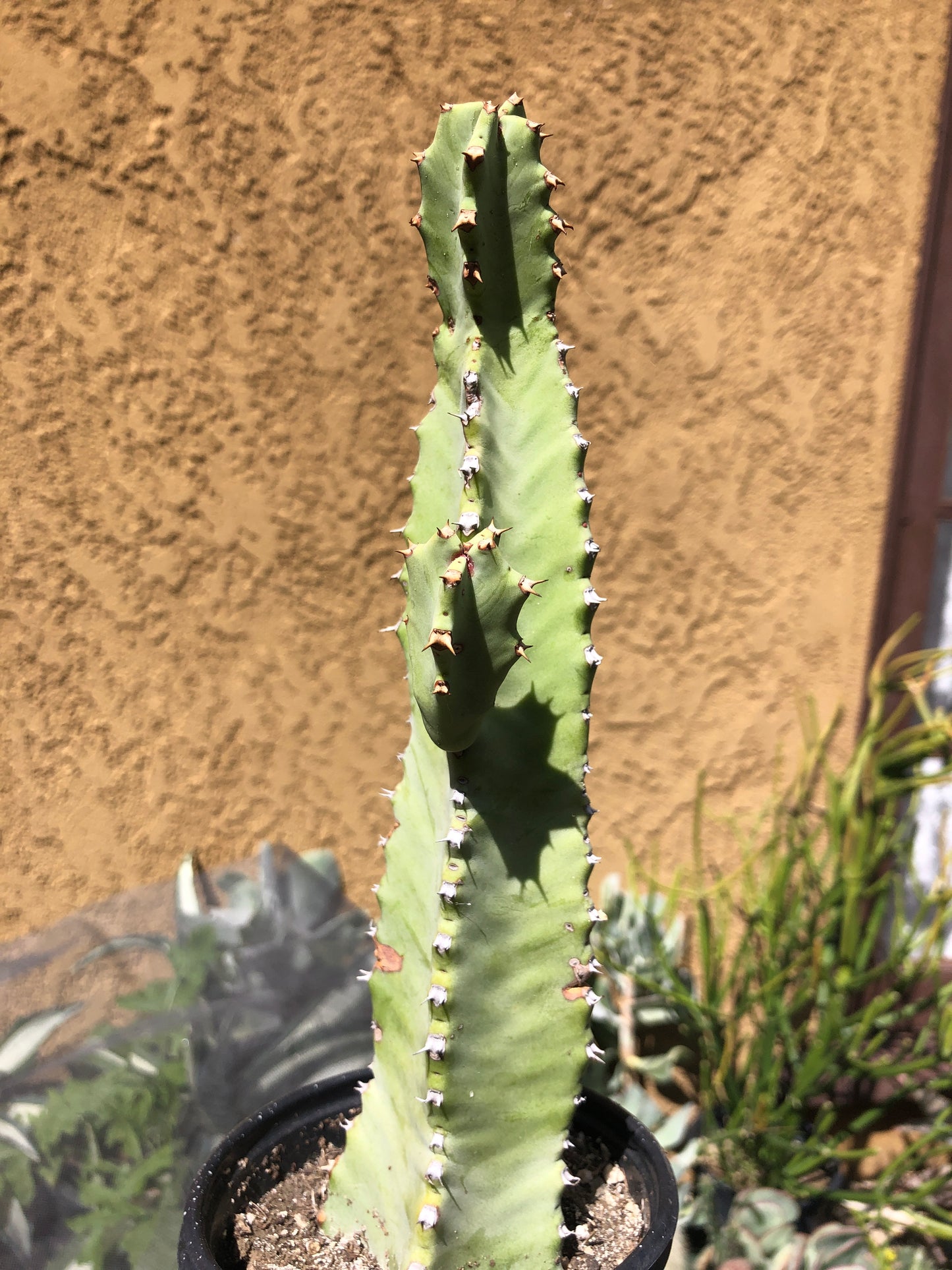 Euphorbia resinifera Moroccan Mound 9"Tall #901W