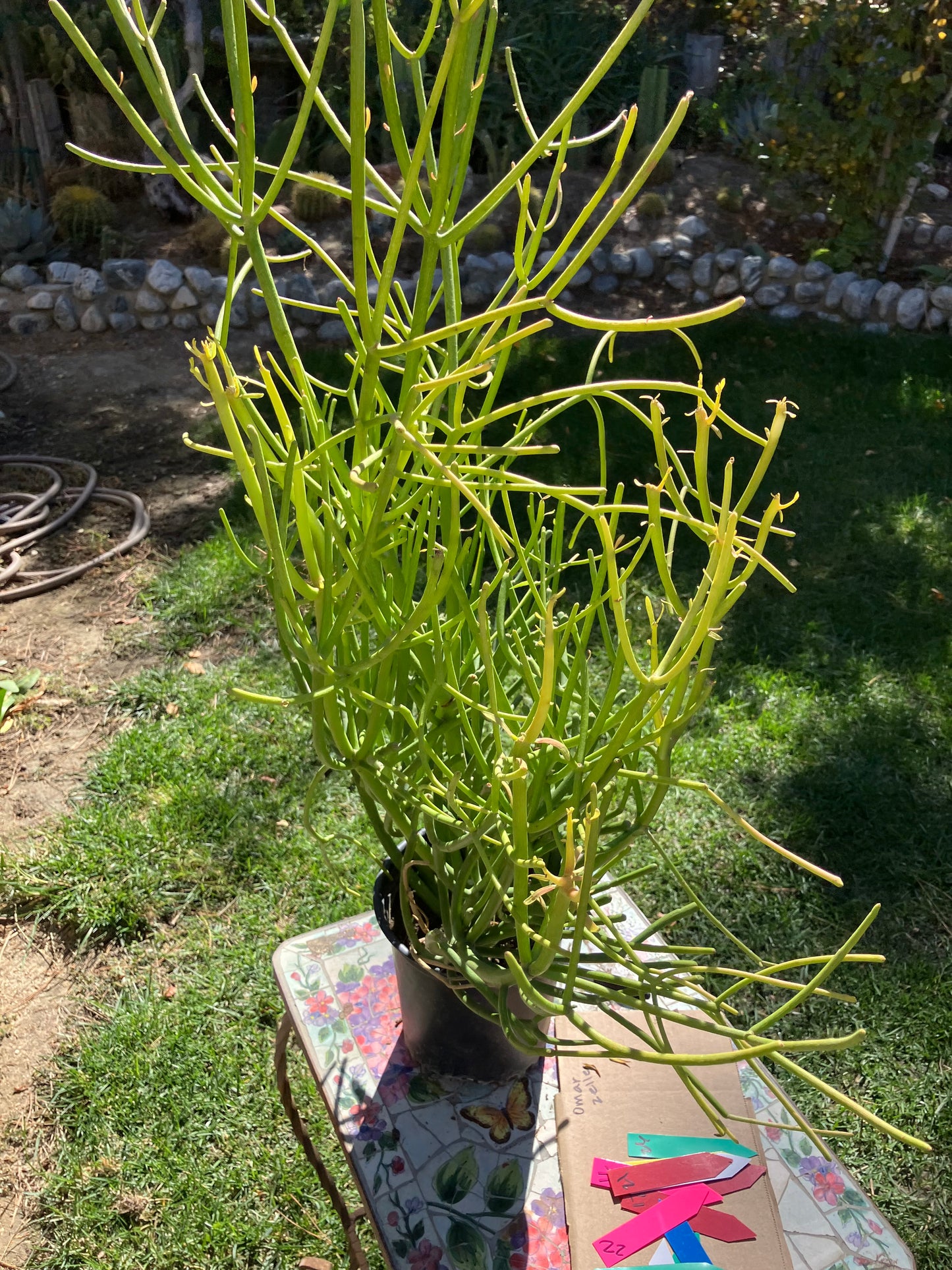 Euphorbia tirucalli Pencil Cactus/Succulent 40"Tall 27"Wide #25B