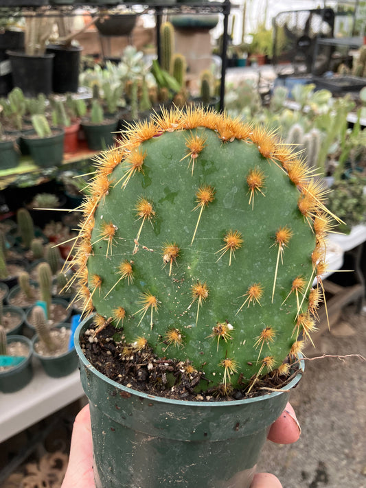 Opuntia Chenille Prickly Pear 5"Tall 4" Wide #15W