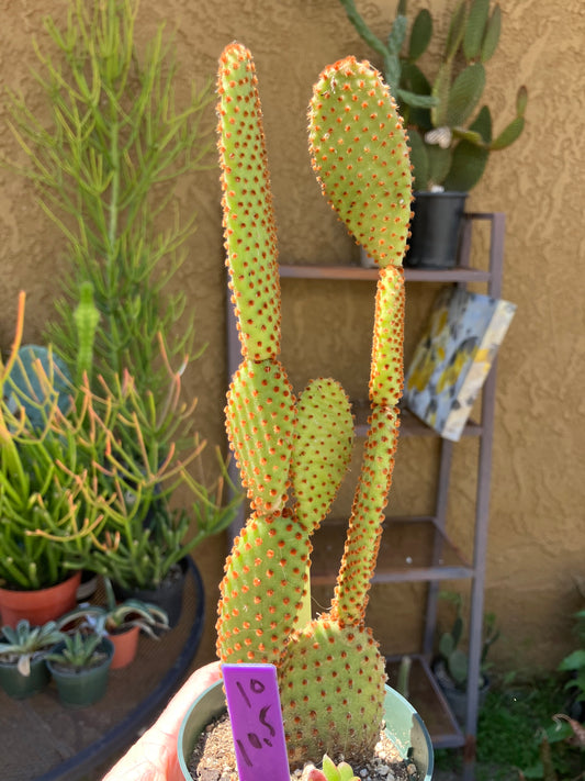 Opuntia microdasys Cinnamon Bunny Ears 10.5"Tall #10PUR