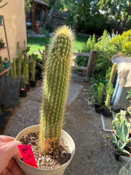 Cleistocactus hyalacanthus Cactus Columnar 10”Tall #101R