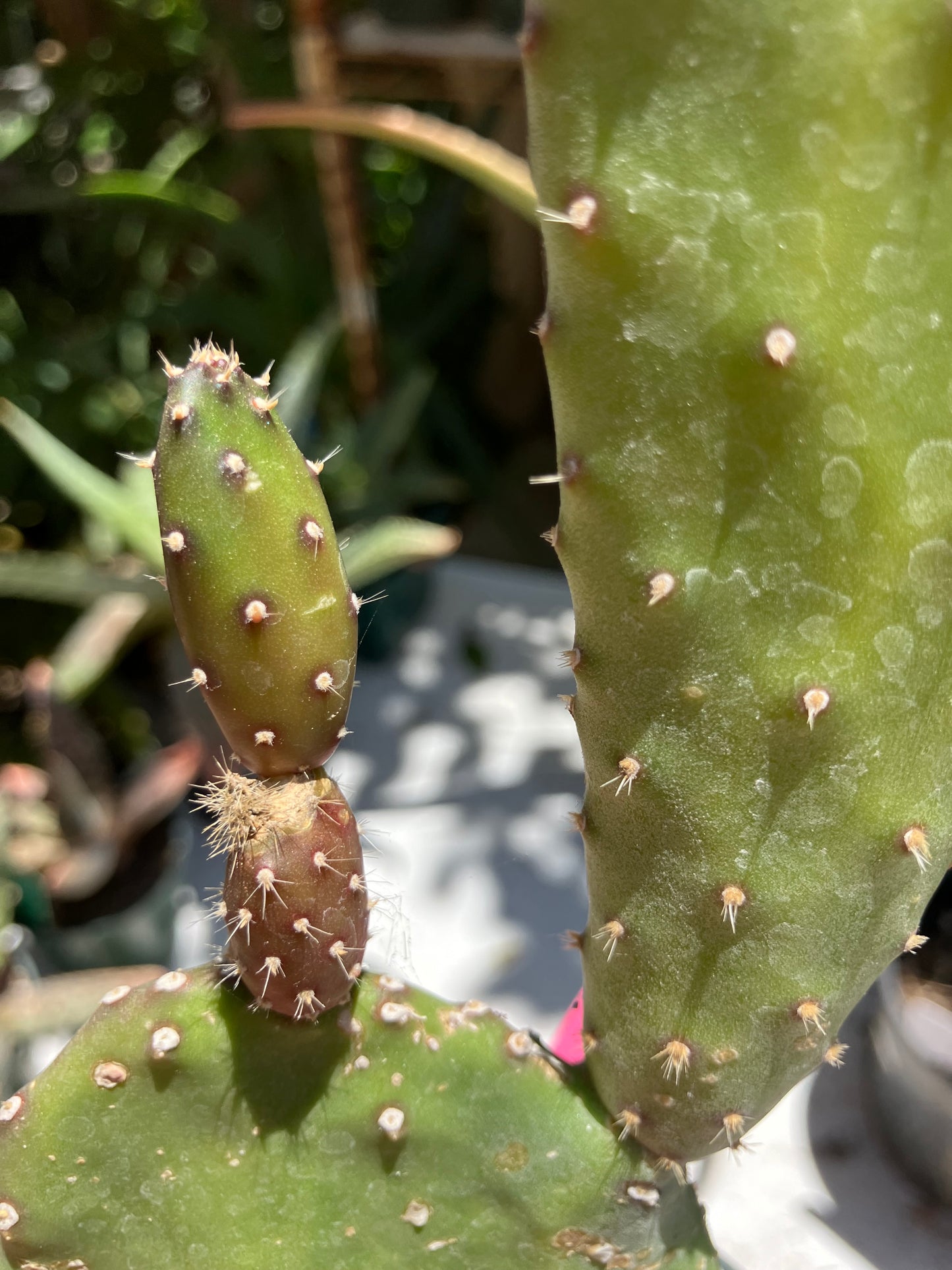 Opuntia Emerald wave Cactus 9”Tall 5" Wide #91P