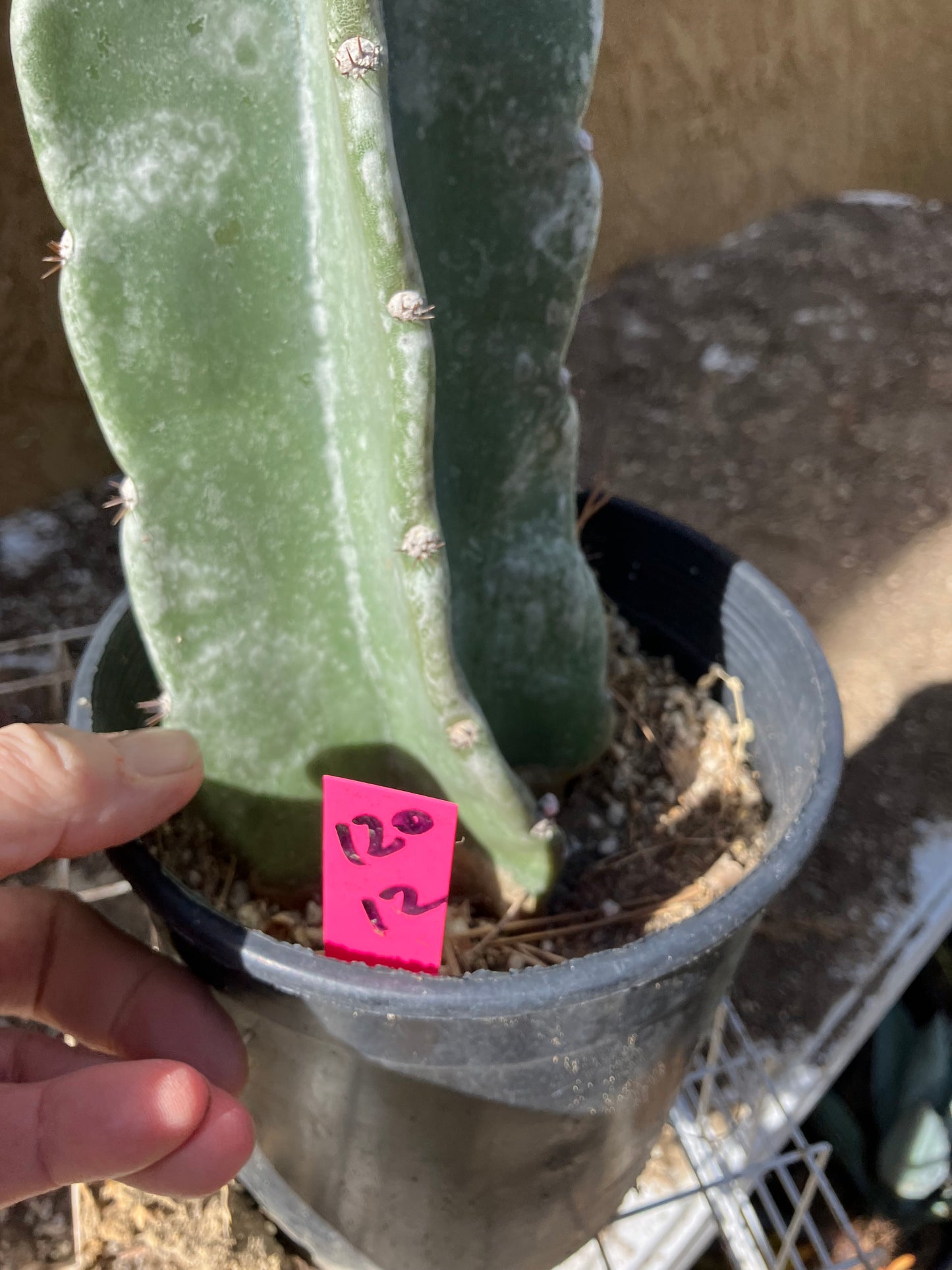 Cereus Peruvianus  Night Blooming 12"Tall  #120P