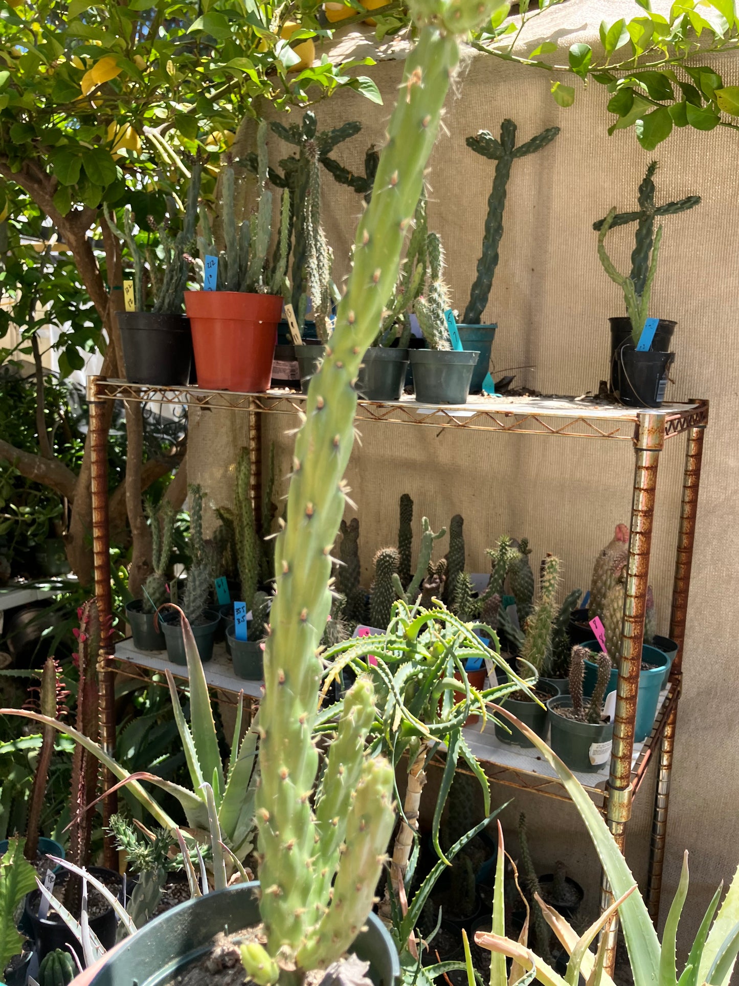 Cholla Cylindropuntia  Buckhorn  Cactus 17”Tall #91G*