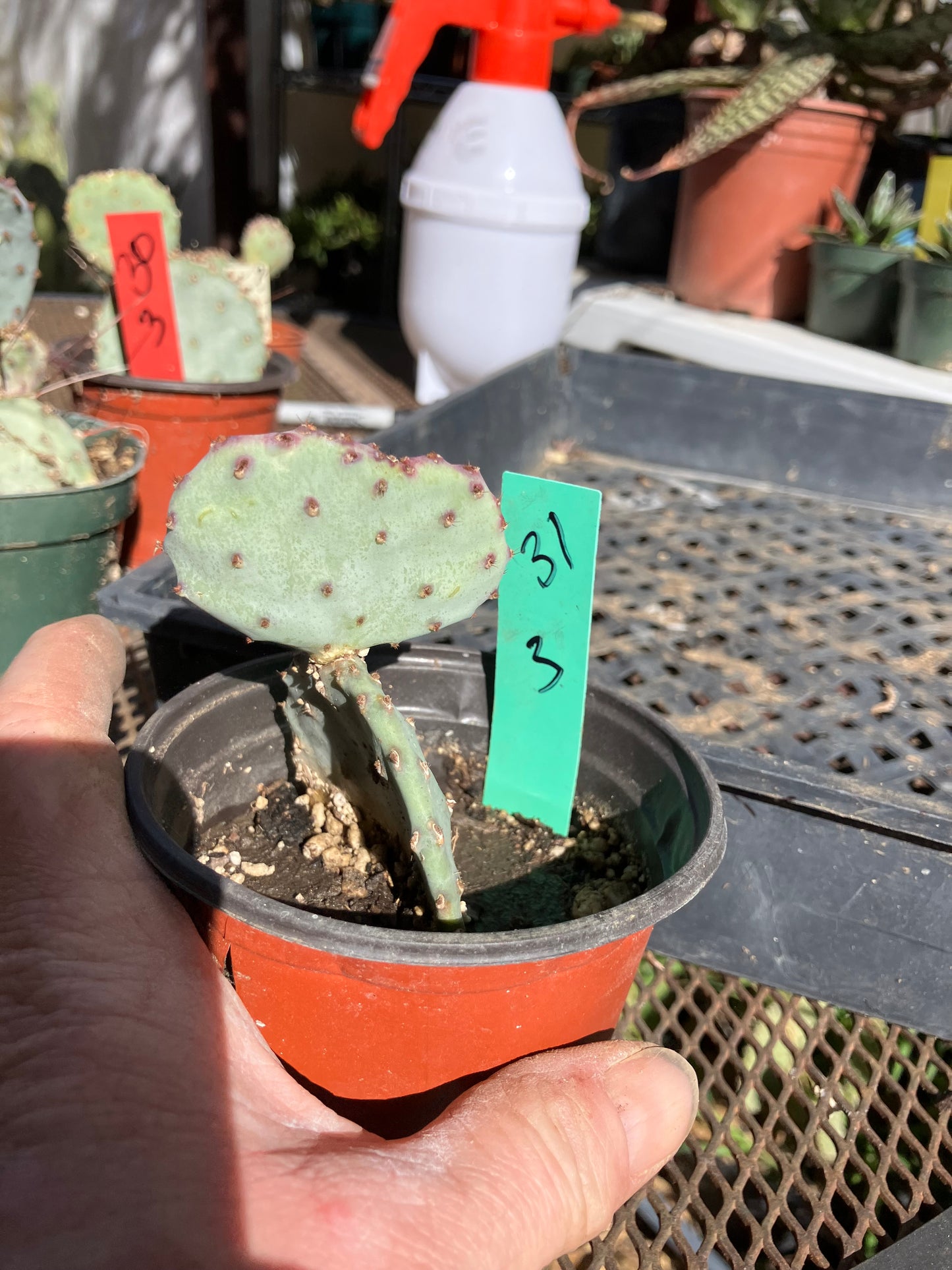 Opuntia Santa Rita Purple Prickly Pear 3”Tall #31G