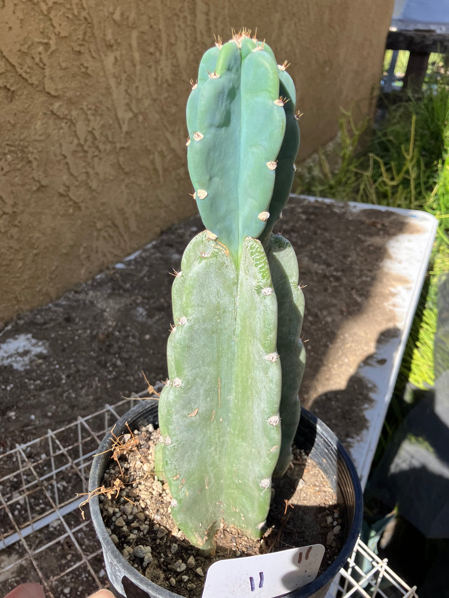 Cereus Peruvianus Night Blooming 11"Tall #11W