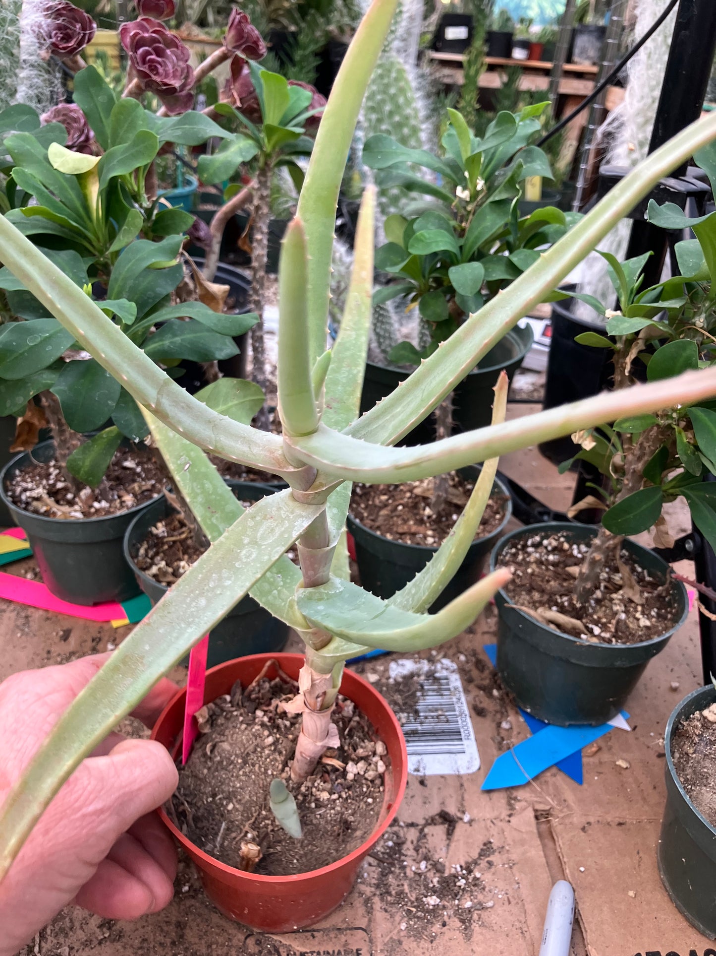 Aloe Hybrid 11"Tall 8" Wide #118P